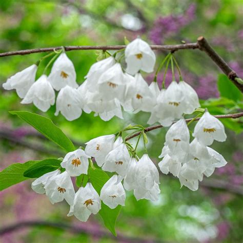 trees with white blossoms in early spring